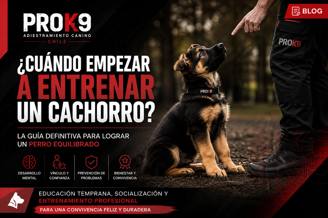 Cuando entrenar a tu cachorro