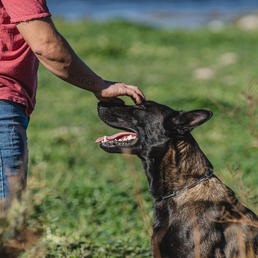 Dermakun www.omvet.cl Pastor Belga Malinois
