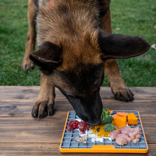 Enterokun www.omvet.cl Pastor Belga Malinois