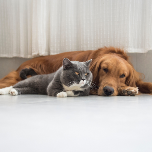 Diarrea en perros y gatos, el principal motivo de consulta Veterinaria