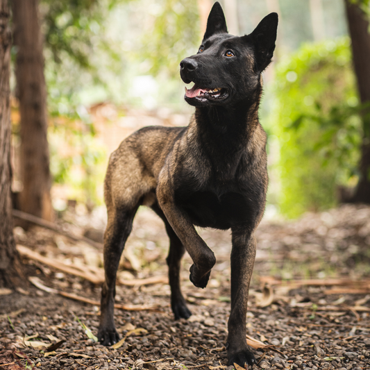 Arthrokun www.omvet.cl Pastor Belga Malinois