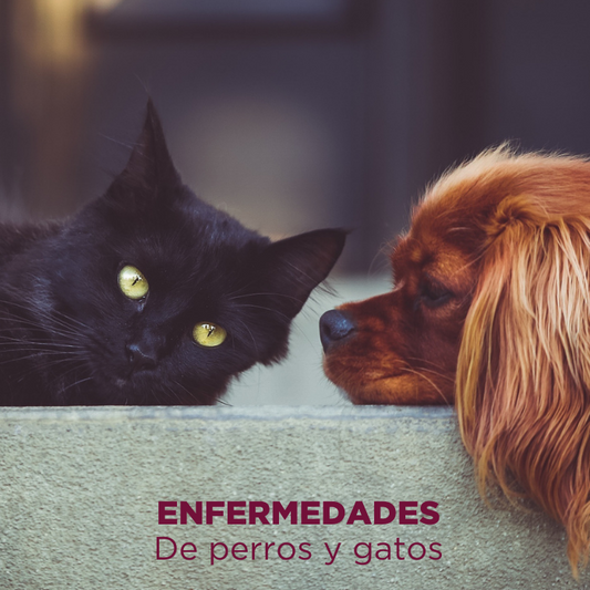 Nutrición y enfermedad en mascotas