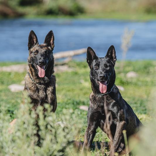Homemadekun www.omvet.cl Pastor Belga Malinois