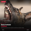 E-book Reactividad canina