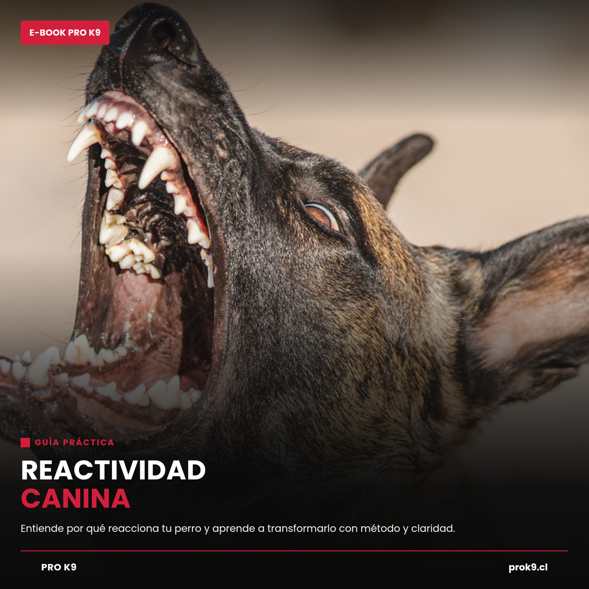 E-book Reactividad canina
